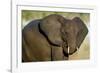 African Elephant (Loxodonta africana) at waterhole, Etosha National Park, Namibia-null-Framed Photographic Print