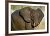 African Elephant (Loxodonta africana) at waterhole, Etosha National Park, Namibia-null-Framed Photographic Print