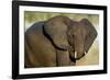 African Elephant (Loxodonta africana) at waterhole, Etosha National Park, Namibia-null-Framed Photographic Print