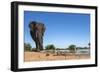 African Elephant (Loxodonta Africana) at Waterhole, Madikwe Game Reserve, North West Province-Ann and Steve Toon-Framed Photographic Print