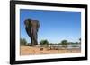 African Elephant (Loxodonta Africana) at Waterhole, Madikwe Game Reserve, North West Province-Ann and Steve Toon-Framed Photographic Print