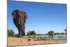 African Elephant (Loxodonta Africana) at Waterhole, Madikwe Game Reserve, North West Province-Ann and Steve Toon-Mounted Photographic Print