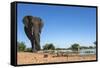 African Elephant (Loxodonta Africana) at Waterhole, Madikwe Game Reserve, North West Province-Ann and Steve Toon-Framed Stretched Canvas