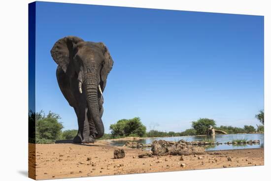 African Elephant (Loxodonta Africana) at Waterhole, Madikwe Game Reserve, North West Province-Ann and Steve Toon-Stretched Canvas