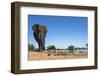 African Elephant (Loxodonta Africana) at Waterhole, Madikwe Game Reserve, North West Province-Ann and Steve Toon-Framed Photographic Print