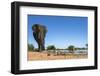 African Elephant (Loxodonta Africana) at Waterhole, Madikwe Game Reserve, North West Province-Ann and Steve Toon-Framed Photographic Print