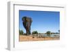 African Elephant (Loxodonta Africana) at Waterhole, Madikwe Game Reserve, North West Province-Ann and Steve Toon-Framed Photographic Print