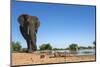 African Elephant (Loxodonta Africana) at Waterhole, Madikwe Game Reserve, North West Province-Ann and Steve Toon-Mounted Photographic Print