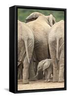 African Elephant (Loxodonta Africana) Baby, Addo Elephant National Park, South Africa, Africa-James Hager-Framed Stretched Canvas