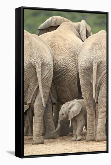 African Elephant (Loxodonta Africana) Baby, Addo Elephant National Park, South Africa, Africa-James Hager-Framed Stretched Canvas