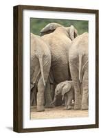 African Elephant (Loxodonta Africana) Baby, Addo Elephant National Park, South Africa, Africa-James Hager-Framed Photographic Print