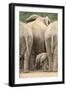 African Elephant (Loxodonta Africana) Baby, Addo Elephant National Park, South Africa, Africa-James Hager-Framed Photographic Print