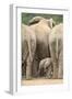 African Elephant (Loxodonta Africana) Baby, Addo Elephant National Park, South Africa, Africa-James Hager-Framed Photographic Print