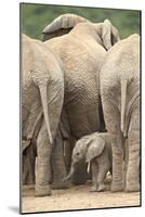 African Elephant (Loxodonta Africana) Baby, Addo Elephant National Park, South Africa, Africa-James Hager-Mounted Photographic Print