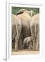 African Elephant (Loxodonta Africana) Baby, Addo Elephant National Park, South Africa, Africa-James Hager-Framed Photographic Print