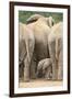 African Elephant (Loxodonta Africana) Baby, Addo Elephant National Park, South Africa, Africa-James Hager-Framed Photographic Print