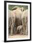 African Elephant (Loxodonta Africana) Baby, Addo Elephant National Park, South Africa, Africa-James Hager-Framed Photographic Print