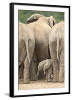 African Elephant (Loxodonta Africana) Baby, Addo Elephant National Park, South Africa, Africa-James Hager-Framed Photographic Print