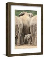 African Elephant (Loxodonta Africana) Baby, Addo Elephant National Park, South Africa, Africa-James Hager-Framed Photographic Print