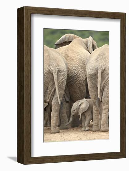 African Elephant (Loxodonta Africana) Baby, Addo Elephant National Park, South Africa, Africa-James Hager-Framed Photographic Print