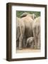 African Elephant (Loxodonta Africana) Baby, Addo Elephant National Park, South Africa, Africa-James Hager-Framed Photographic Print