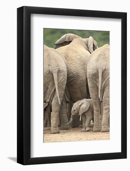 African Elephant (Loxodonta Africana) Baby, Addo Elephant National Park, South Africa, Africa-James Hager-Framed Photographic Print