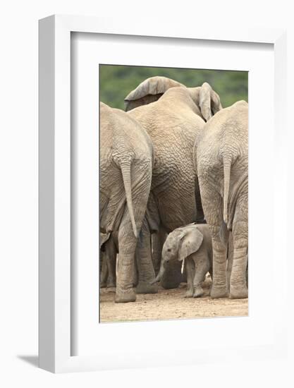 African Elephant (Loxodonta Africana) Baby, Addo Elephant National Park, South Africa, Africa-James Hager-Framed Photographic Print