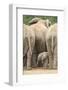 African Elephant (Loxodonta Africana) Baby, Addo Elephant National Park, South Africa, Africa-James Hager-Framed Photographic Print