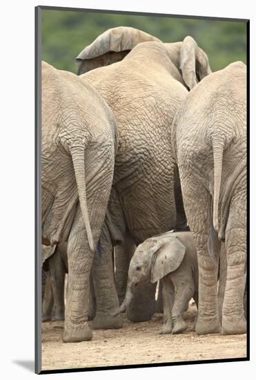 African Elephant (Loxodonta Africana) Baby, Addo Elephant National Park, South Africa, Africa-James Hager-Mounted Photographic Print