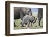 African Elephant (Loxodonta Africana) Baby Trying to Grab the Tail of Adult-Cheryl-Samantha Owen-Framed Photographic Print