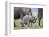 African Elephant (Loxodonta Africana) Baby Trying to Grab the Tail of Adult-Cheryl-Samantha Owen-Framed Photographic Print