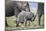 African Elephant (Loxodonta Africana) Baby Trying to Grab the Tail of Adult-Cheryl-Samantha Owen-Mounted Photographic Print