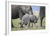 African Elephant (Loxodonta Africana) Baby Trying to Grab the Tail of Adult-Cheryl-Samantha Owen-Framed Photographic Print