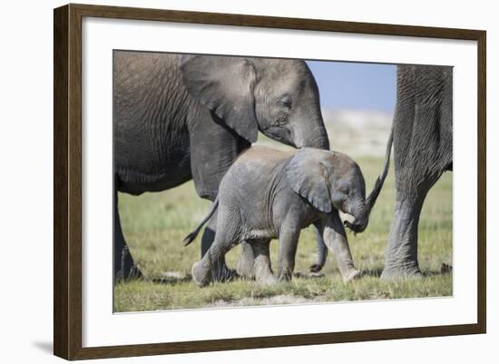 African Elephant (Loxodonta Africana) Baby Trying to Grab the Tail of Adult-Cheryl-Samantha Owen-Framed Photographic Print