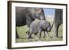 African Elephant (Loxodonta Africana) Baby Trying to Grab the Tail of Adult-Cheryl-Samantha Owen-Framed Photographic Print