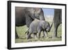 African Elephant (Loxodonta Africana) Baby Trying to Grab the Tail of Adult-Cheryl-Samantha Owen-Framed Photographic Print