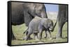 African Elephant (Loxodonta Africana) Baby Trying to Grab the Tail of Adult-Cheryl-Samantha Owen-Framed Stretched Canvas
