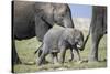 African Elephant (Loxodonta Africana) Baby Trying to Grab the Tail of Adult-Cheryl-Samantha Owen-Stretched Canvas