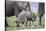 African Elephant (Loxodonta Africana) Baby Trying to Grab the Tail of Adult-Cheryl-Samantha Owen-Stretched Canvas