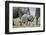 African Elephant (Loxodonta Africana) Baby Trying to Grab the Tail of Adult-Cheryl-Samantha Owen-Framed Premium Photographic Print