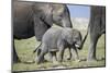 African Elephant (Loxodonta Africana) Baby Trying to Grab the Tail of Adult-Cheryl-Samantha Owen-Mounted Premium Photographic Print