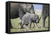 African Elephant (Loxodonta Africana) Baby Trying to Grab the Tail of Adult-Cheryl-Samantha Owen-Framed Stretched Canvas