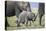 African Elephant (Loxodonta Africana) Baby Trying to Grab the Tail of Adult-Cheryl-Samantha Owen-Stretched Canvas