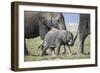 African Elephant (Loxodonta Africana) Baby Trying to Grab the Tail of Adult-Cheryl-Samantha Owen-Framed Photographic Print