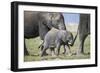 African Elephant (Loxodonta Africana) Baby Trying to Grab the Tail of Adult-Cheryl-Samantha Owen-Framed Photographic Print