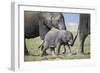 African Elephant (Loxodonta Africana) Baby Trying to Grab the Tail of Adult-Cheryl-Samantha Owen-Framed Photographic Print