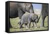 African Elephant (Loxodonta Africana) Baby Trying to Grab the Tail of Adult-Cheryl-Samantha Owen-Framed Stretched Canvas