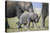 African Elephant (Loxodonta Africana) Baby Trying to Grab the Tail of Adult-Cheryl-Samantha Owen-Stretched Canvas