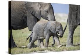 African Elephant (Loxodonta Africana) Baby Trying to Grab the Tail of Adult-Cheryl-Samantha Owen-Stretched Canvas