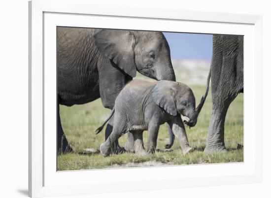 African Elephant (Loxodonta Africana) Baby Trying to Grab the Tail of Adult-Cheryl-Samantha Owen-Framed Photographic Print